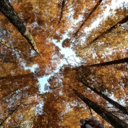 Lushan Botanical Garden - Jiujiang