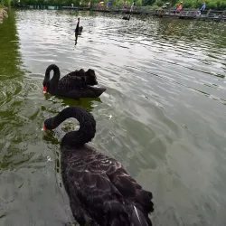 Poyang Lake - Jiujiang