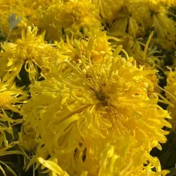 Iron Pagoda - Kaifeng