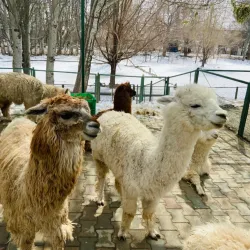 Tianshan Wild Animal Park - Korla