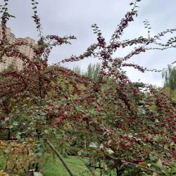 Lanzhou Botanical Garden - Lanzhou