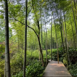 Bamboo Sea Scenic Area - Lin'an