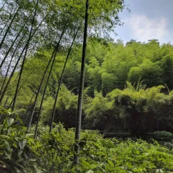 Bamboo Sea Scenic Area - Lin'an