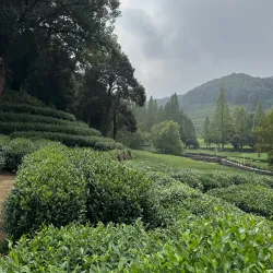 Longjing Tea Plantations - Lin'an