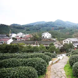 Longjing Tea Plantations - Lin'an