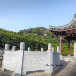 Longjing Tea Plantations - Lin'an