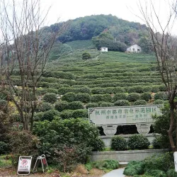 Longjing Tea Plantations - Lin'an