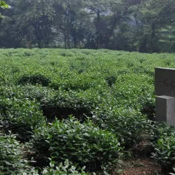 Longjing Tea Plantations - Lin'an