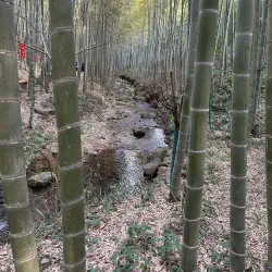Nanshan Bamboo Sea - Liyang