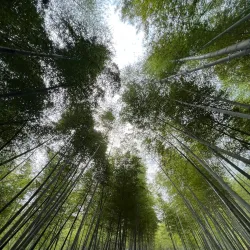 Nanshan Bamboo Sea - Liyang