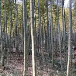 Nanshan Bamboo Sea - Liyang
