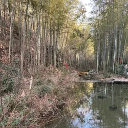 Nanshan Bamboo Sea - Liyang