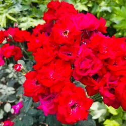 Peony Garden - Luoyang