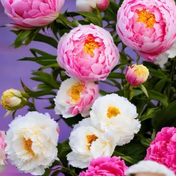 Peony Garden - Luoyang
