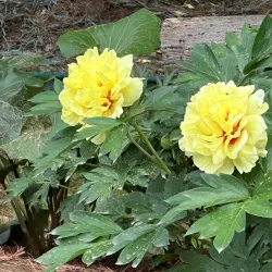 Peony Garden - Luoyang