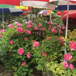 Peony Garden - Luoyang