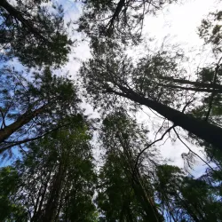 Qingxi Park - Nanchong