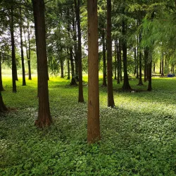 Qingxi Park - Nanchong