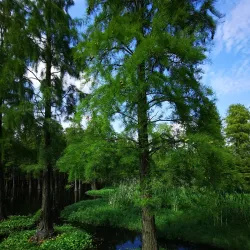 Qingxi Park - Nanchong