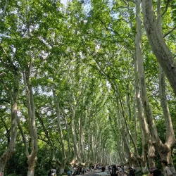 Purple Mountain (Zijin Shan) - Nanjing