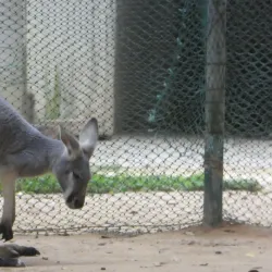 Nanning Zoo - Nanning