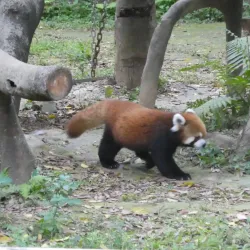 Nanning Zoo - Nanning