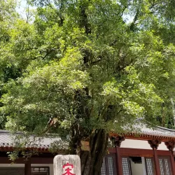 Wuyi Palace - Nanping