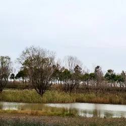 Qidong Nantong Wetland Park - Nantong