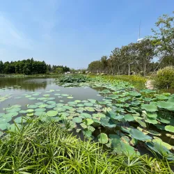 Qidong Nantong Wetland Park - Nantong