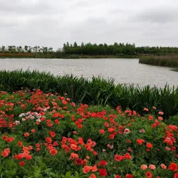 Qidong Nantong Wetland Park - Nantong