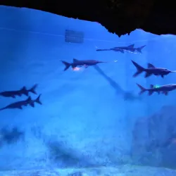 Ningbo Ocean World - Ningbo