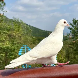 Dazeshan Forest Park - Pingdu