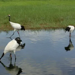 Zhalong Nature Reserve - Qiqihar