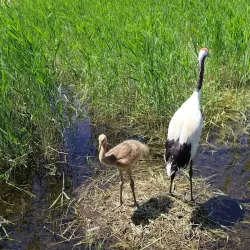 Zhalong Nature Reserve - Qiqihar