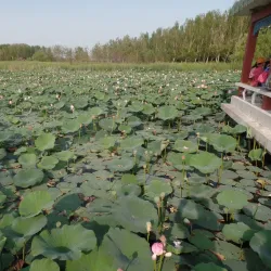 Zhalong Nature Reserve - Qiqihar