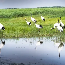Zhalong Nature Reserve - Qiqihar