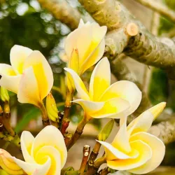 Sanya Duty-Free Shopping Complex - Sanya