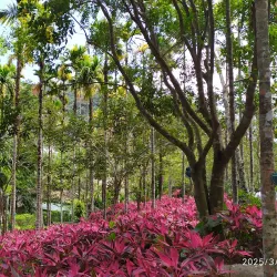 Yanoda Rainforest Cultural Tourism Zone - Sanya