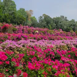 Lianhua Mountain Park - Shenzhen