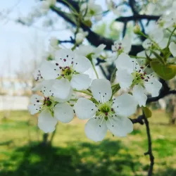 Shijiazhuang Botanical Garden - Shijiazhuang
