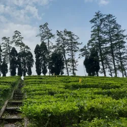 Shilong Tea Garden - Shilong