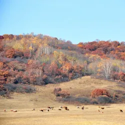 Daba Mountain National Forest Park - Shiyan