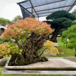 Lingering Garden - Suzhou