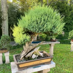 The Humble Administrator's Garden - Suzhou