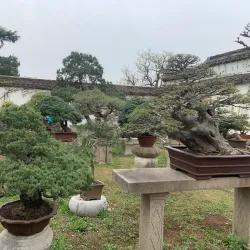 The Humble Administrator's Garden - Suzhou