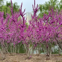 Taicang Botanical Garden - Taicang