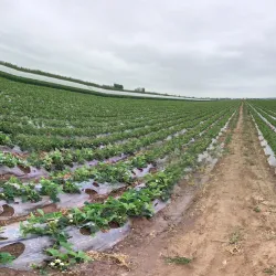 Fangzi Ancient City - Weifang