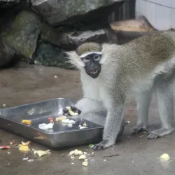 Wenzhou Zoo - Wenzhou