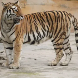 Wenzhou Zoo - Wenzhou