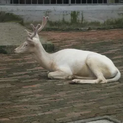 Wenzhou Zoo - Wenzhou